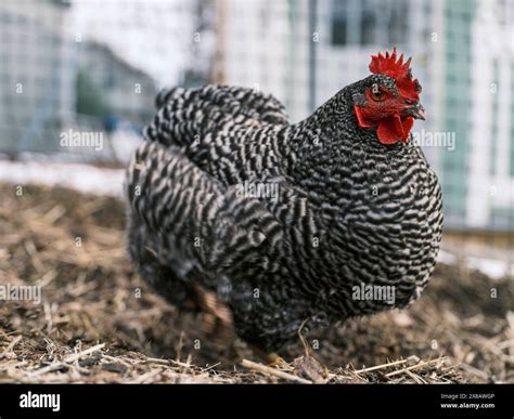 Close-up of black and white chicken in barnyard Stock Photo - Alamy