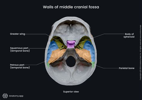 Cranial Fossa Anterior Cranial Fossa | Radiology Reference Article