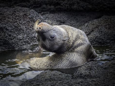 Galapagos sea lion - Galapagos Conservation Trust