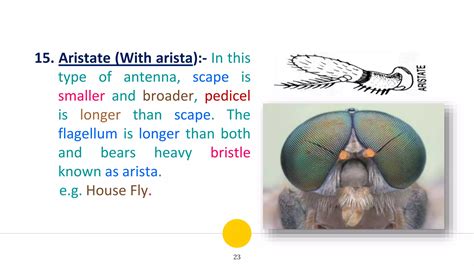 Insect Antennae: Structure, Functions and Their Modifications | PPTX