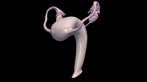 Image result for Reproductive System 3D Model