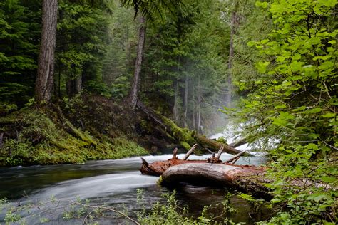 McKenzie River | Native Fish Society