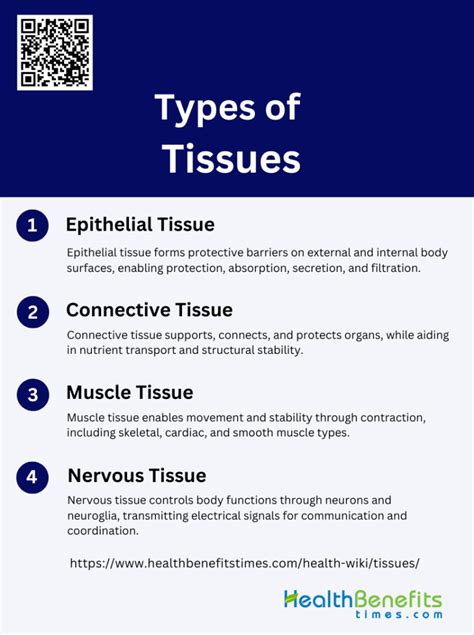 Image result for Types of Tissues