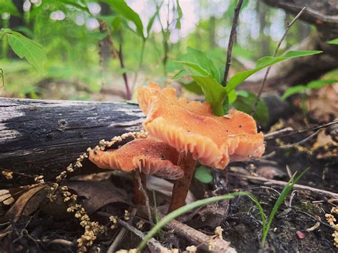 Shale Hollow Park : r/Columbus