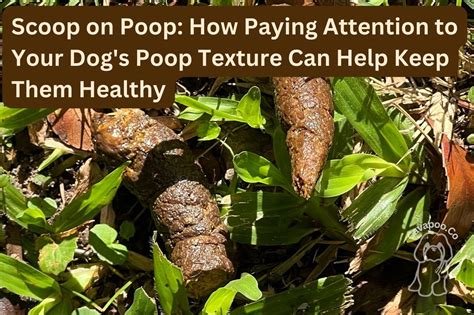 Image result for How Do Dogs Poop