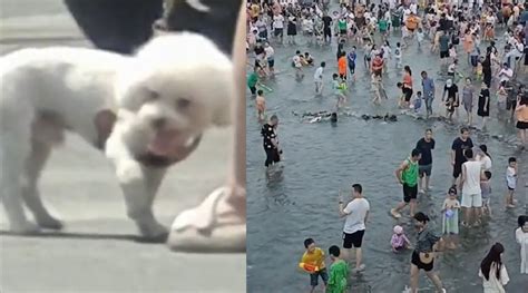 四川多地高温破40℃：小狗被热得来回换脚 市民集体下河消暑_手机新浪网