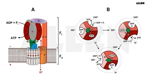 Electron Transport System and Oxidative Phosphorylation