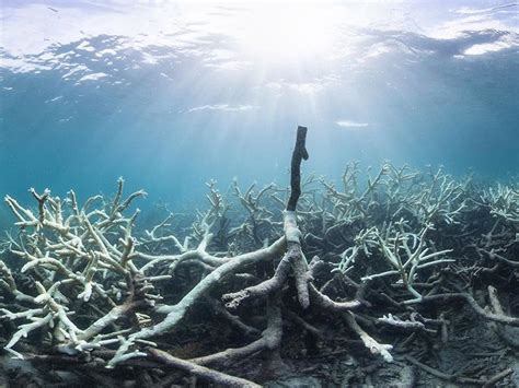 Swathes Of The Great Barrier Reef Suffer 'Complete Ecosystem Collapse' | HuffPost Impact