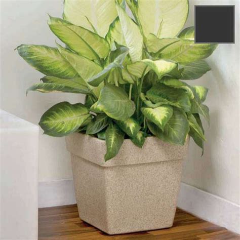 Buy Stone Finish Planters online from Nurserylive at lowest price.