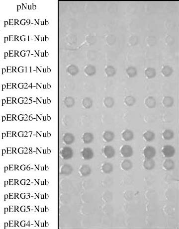 Image result for Alpha Complementation LacZ Assay