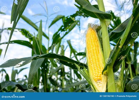 Closeup Corn on Closeup Corn on the Stalk in the Corn Field, , Organic ...