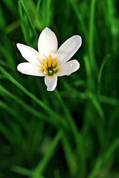 Integral Prayer : spiritual meaning of flower by The Mother