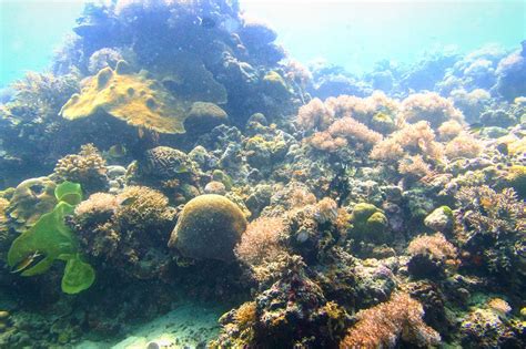 THE BEST Places to Visit in Olango Island (2025)