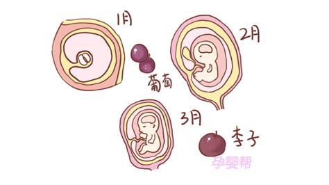 每个月的胎儿，都像什么水果？几张图告诉你，有趣-搜狐大视野-搜狐新闻