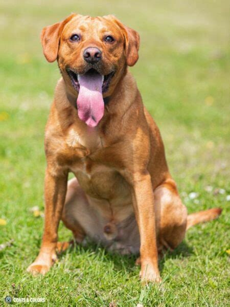 Labrador Retriever Eye Color 的图像结果