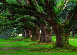 Image result for Tree Computer Wallpaper