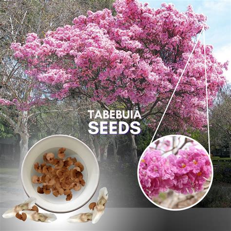 Green Paradise Tabebuia Rosea pink trumpet tree Seeds – GreenParadiseLive