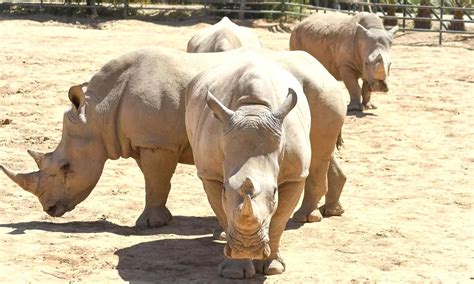 Zoo in Phoenix - Deals Up to 70% Off | Groupon