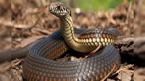 Snake Bite: সাপের বিষ দাঁত দিয়ে কেটে শুষে নিলে বিষ ছড়াতে পারে না? আসল ...