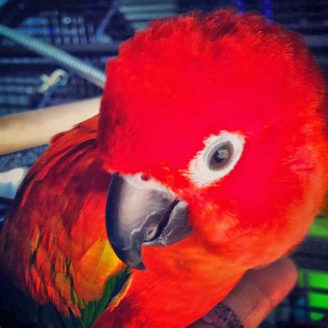 Image result for Red Factor Conure