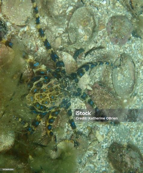 Image result for Blue-Ringed Octopus Green