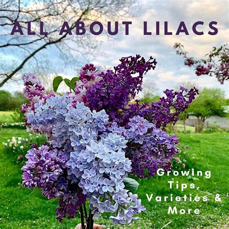 Lilac bushes – Artofit