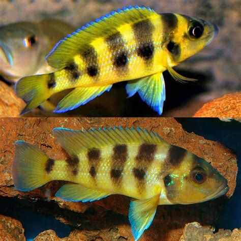 NEOLAMPROLOGUS SEXFASCIATUS GOLD (1.5inch)