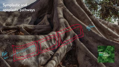 Image result for Apoplastic Pathway Model Kit