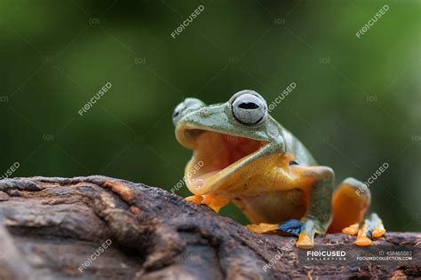 Tree Frog Mouth