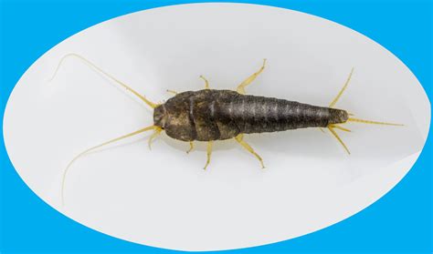 Common Silverfish (Lepisma saccharina)