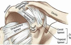Image result for coracoclavicular