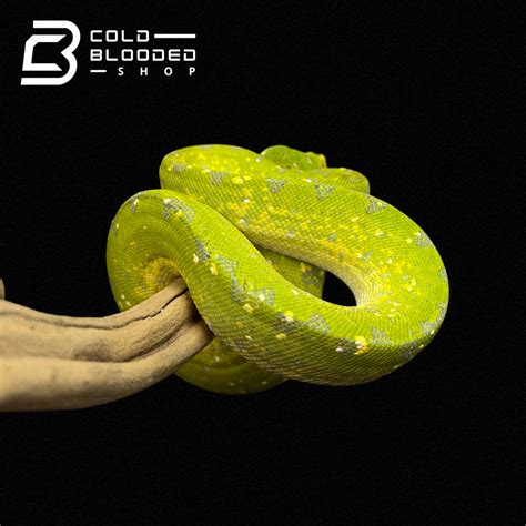 Image result for Biak Green Tree Python