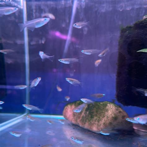 Java Rice Fish 的图像结果