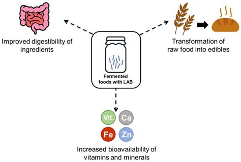 Lactic Acid Fermentation