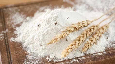 Monsoon Tips: 5 effective tips to protect flour from insects during monsoon