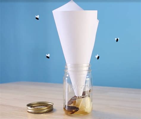 Easy Diy Fruit Fly Traps Thriving Home DIY Fruit Fly Trap: Easy