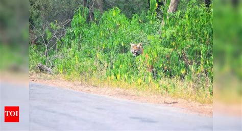 Tiger relocation programme in Raj postponed till monsoon | Jaipur News ...