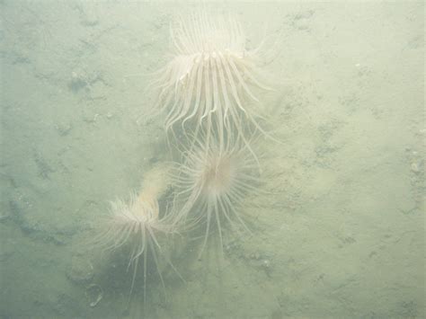 Bottom of the Sea 的图像结果