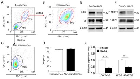 Role of mTORC1 Signaling in Regulating the Immune Function of ...