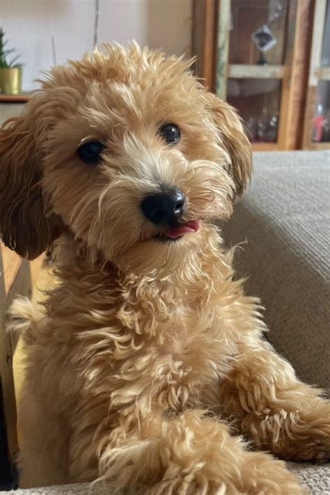 Havapoo Size 的图像结果