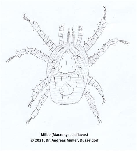 Fledermäuse und Insekten – fledermaus.nrw