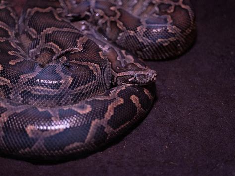 Image result for Indian Python