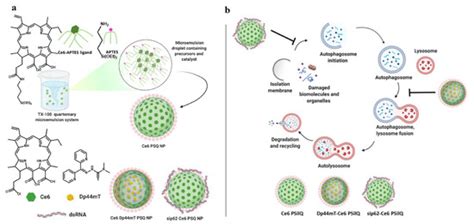 Autophagy Regulation Using Multimodal Chlorin e6-Loaded ...