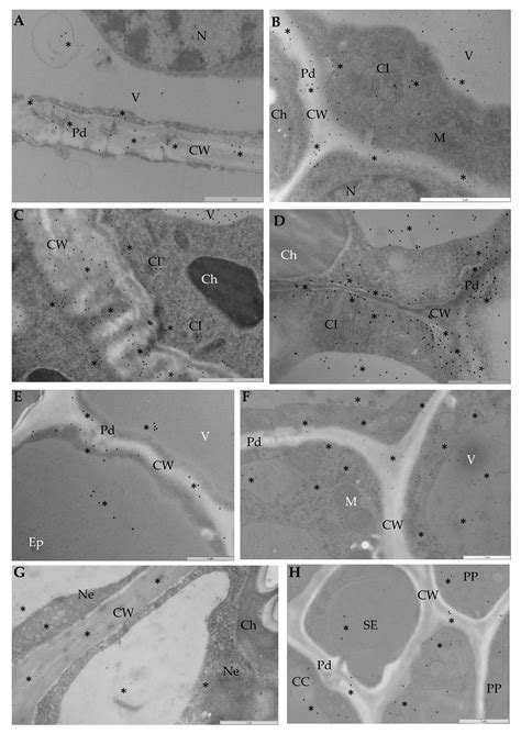 The Expression of Potato Expansin A3 (StEXPA3) and Extensin4 (StEXT4 ...