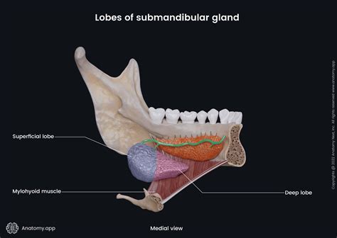 Salivary glands | Anatomy.app