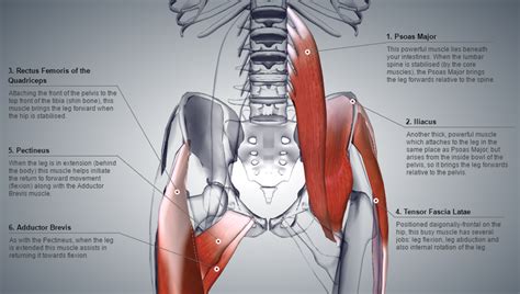Image result for Lower Back Hip Muscles