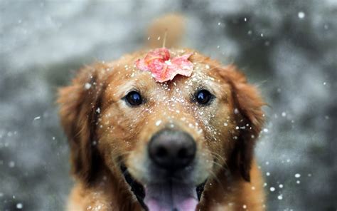🔥 Free Download Dog Animals Snow Leaves Fall Labrador Retriever ...