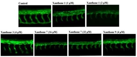 In Vitro and In Vivo Antiangiogenic Activity of Caged Polyprenylated ...