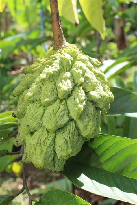 9 Fruits Beginning With I