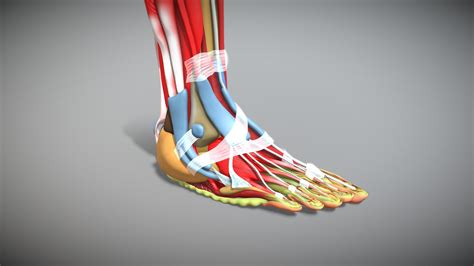 Human Foot Anatomy - 3D model by 3dPixStudios (@3dPixStudios) [fb4f3ae] - Sketchfab